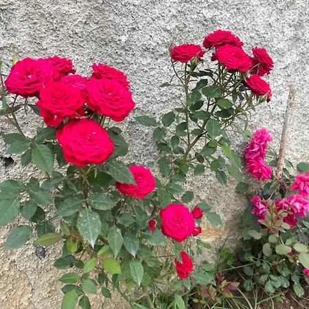 Casa de hóspedes White